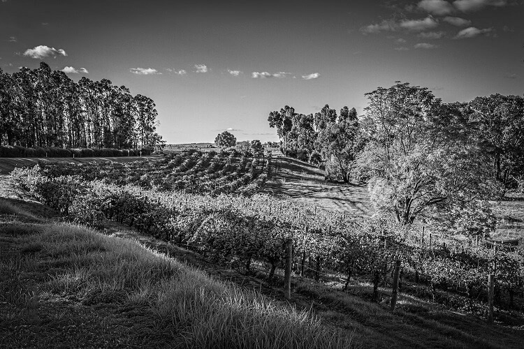 swanvalley